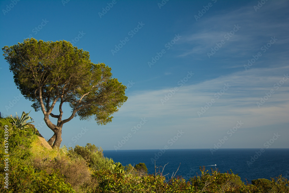 Isolated tree by the Mediterranean sea on the Costa Brava, Catalonia, Spain Isolated tree by the Mediterranean sea on the Costa Brava, Catalonia, Spain