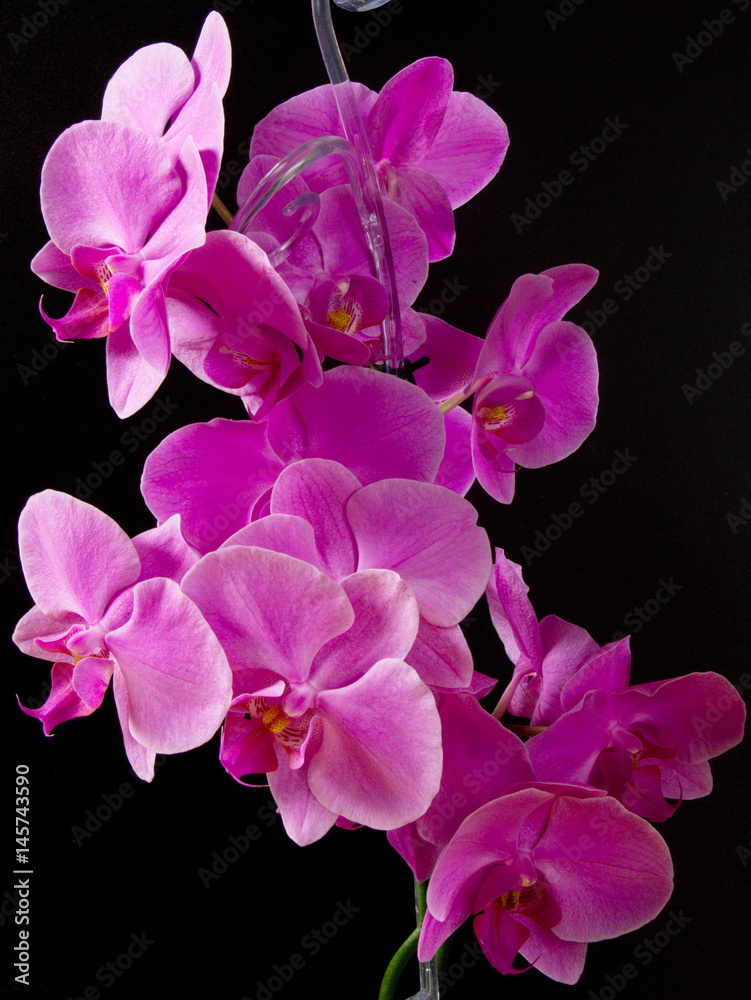 Orchideenblüten