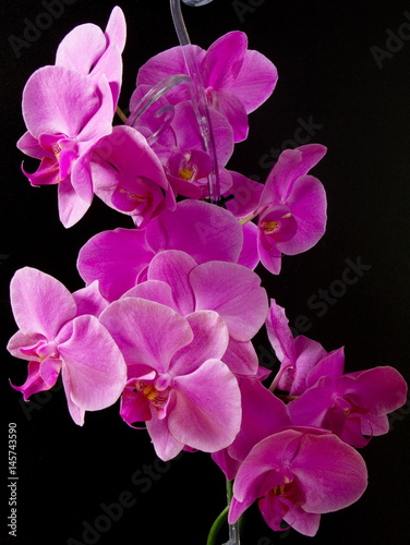 Orchideenbl  ten
