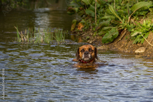 Cute Pet Dog Swimming in River