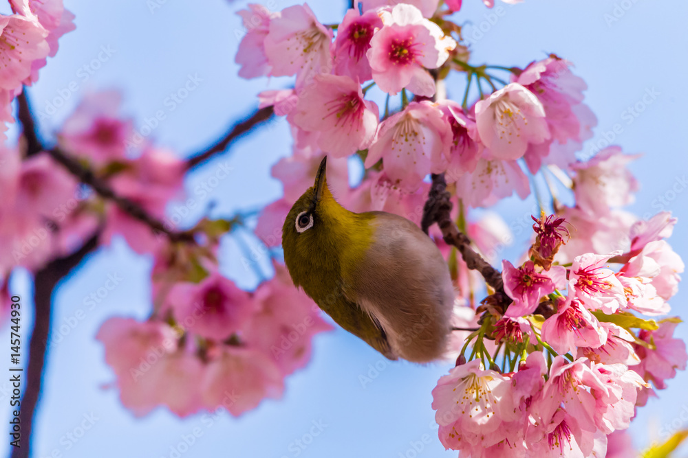 The Japanese White-eye and cherry blossoms. Located in Tokyo Prefecture Japan. The Japanese White-eye and cherry blossoms. Located in Tokyo Prefecture Japan.