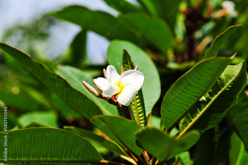Fototapeta premium tropische blüten