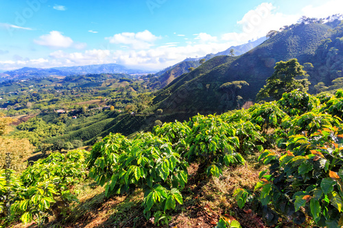 Morning light hits young coffee plants in the coffee triangle near Manizales, Colombia.