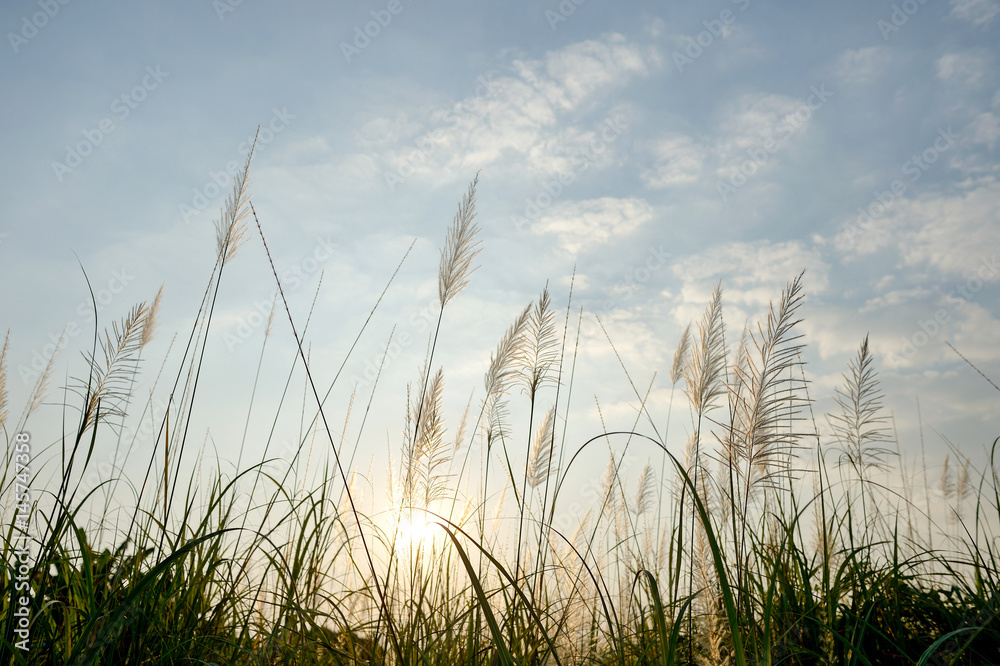 Fototapeta premium Grass flower with light