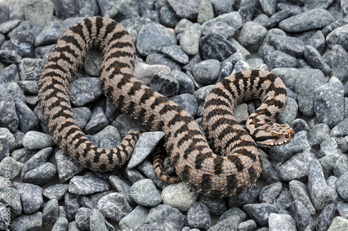 Εκτύπωση καμβά Vipère aspic (vipera aspis atra)