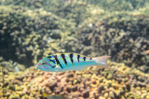 Sixbar Wrasse