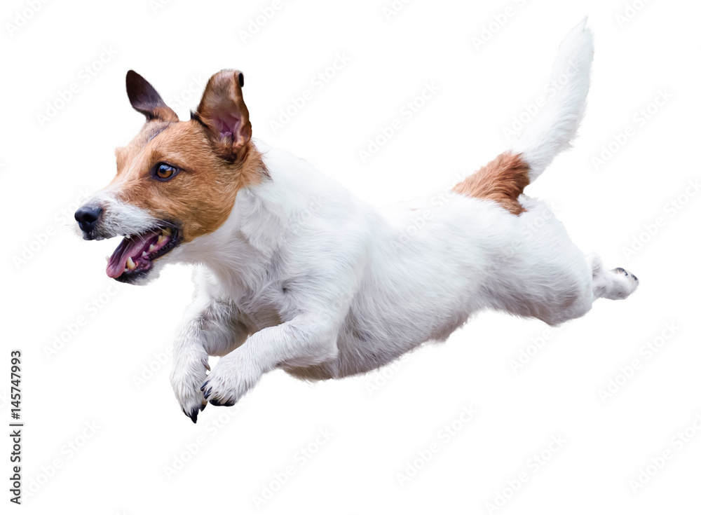 Fototapeta Jack Russell Terrier psi bieg i doskakiwanie odizolowywający na bielu