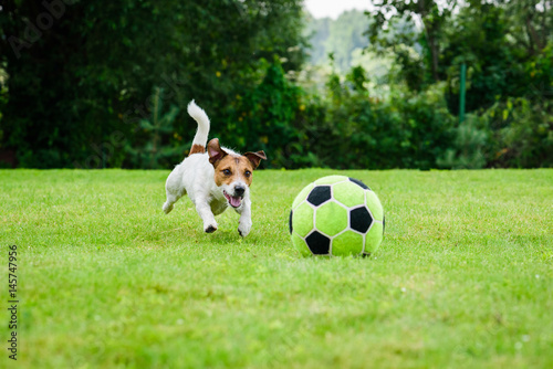 Funny dog playing with football (soccer ball) as forward player © alexei_tm