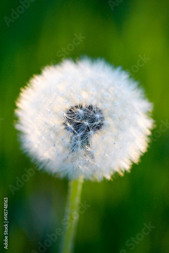 image of a dandelion flower