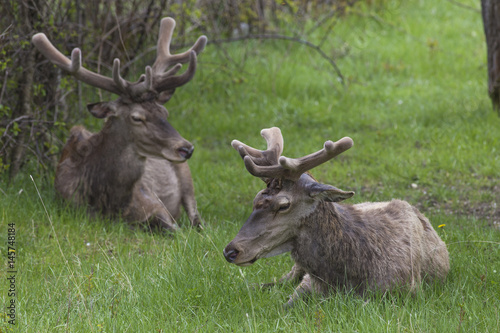 Deer rest in the woods