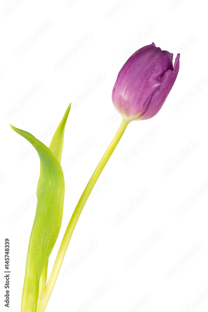 Close up of a lilac tulip - isolated on white background - still photograpy Close up of a lilac tulip - isolated on white background - still photograpy