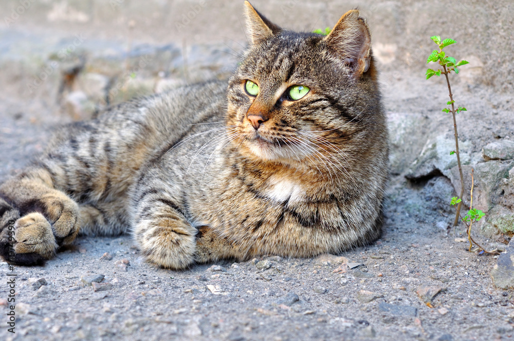 Naklejka premium Gray street cat with green eyes lying on the asphalt