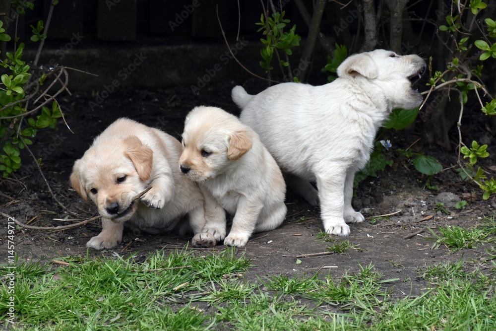 Fototapeta premium Szczeniaki