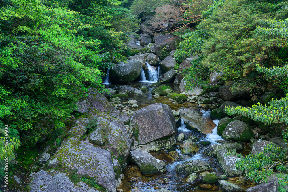 鹿児島　屋久島の自然