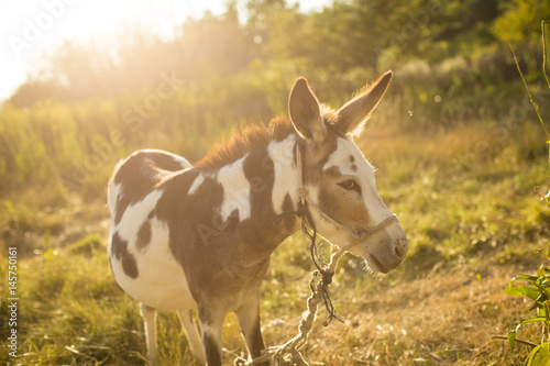 Donkey at sunset.