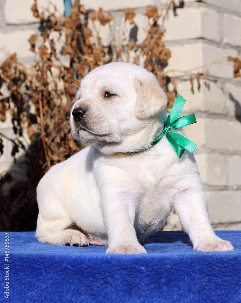 the little labrador puppy on a blue background the little labrador puppy on a blue background