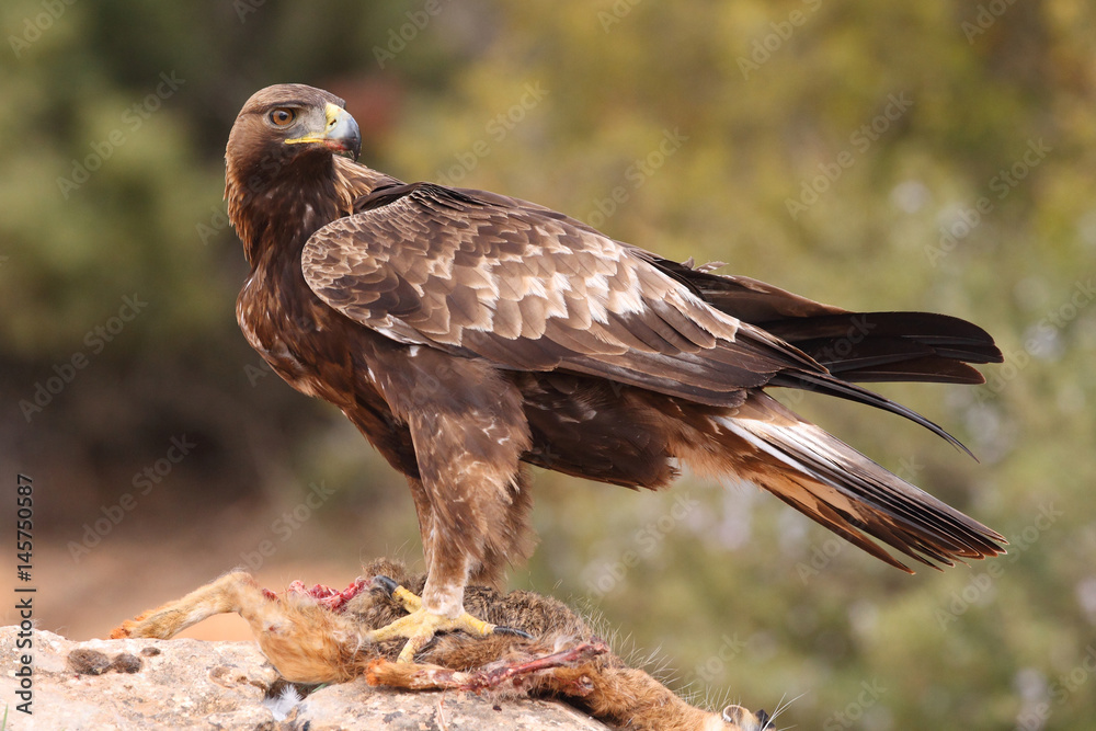 Fototapeta premium Young male of golden eagle