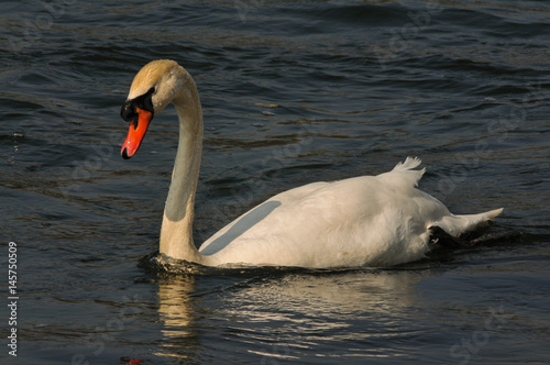 Fototapeta Naklejka Na Ścianę i Meble -  mute Swan In the evening light