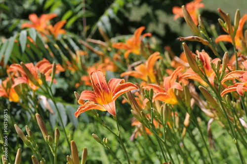 Fototapeta Naklejka Na Ścianę i Meble -  Orange day lily (Hemerocallis) beside an old country road. Day lilies are rugged, adaptable, vigorous perennials and comes in a variety of colors