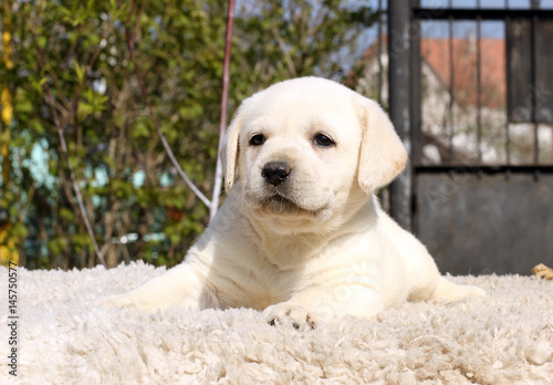 the little labrador puppy on a beige background