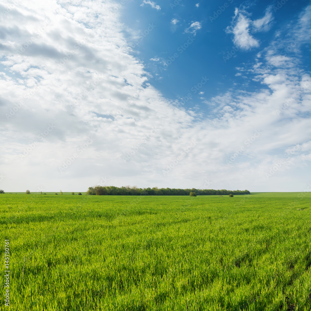 agricultural green grass field and clouds in blue sky agricultural green grass field and clouds in blue sky