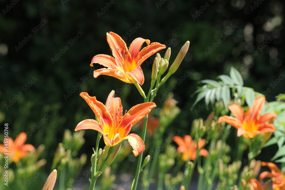 Obraz premium Orange day lily (Hemerocallis) beside an old country road. Day lilies are rugged, adaptable, vigorous perennials and comes in a variety of colors