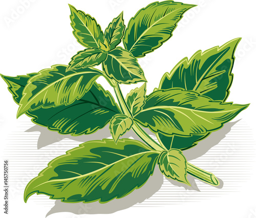 Sprig of basil on a white background.