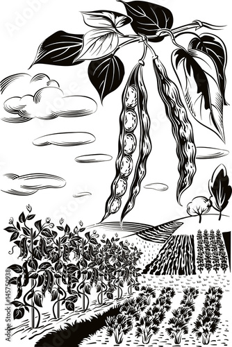 Two pods of beans and field cultivated with vegetables.