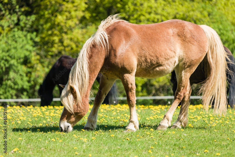 Obraz premium Haflinger grast auf der frischen Weide