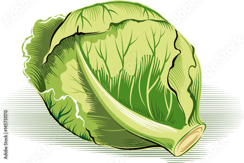 Cabbage, freshly picked.