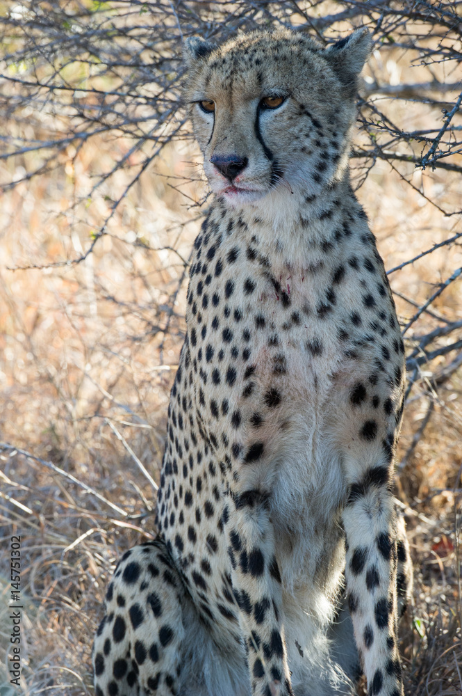 Obraz premium Cheetah at Rest