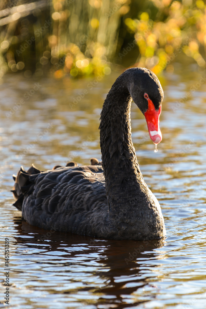 Black swan on a lake