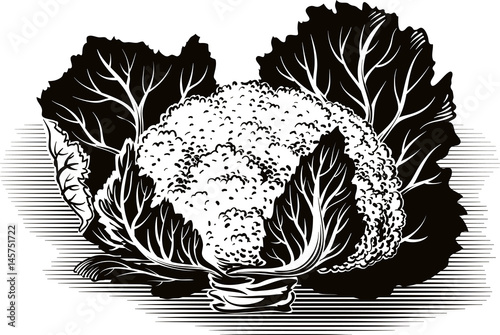 Cauliflower Freshly harvested.