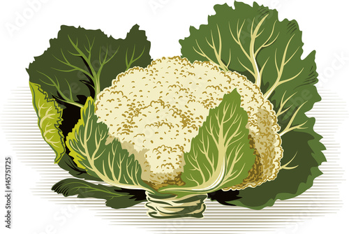 Cauliflower Freshly harvested.