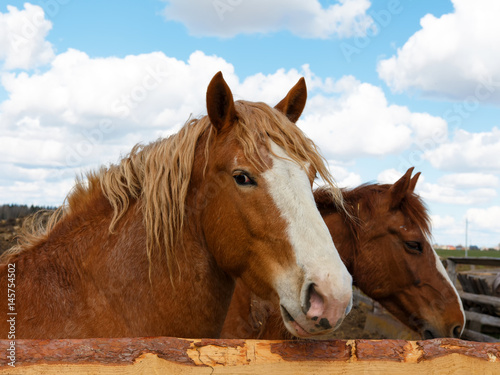 Two brown horses close-up against a blue sky with clouds