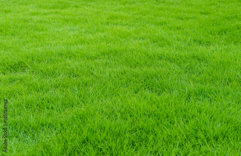 Green lawn of the garden in front of the house Look, then, the knowledge is fresh and comfortable.