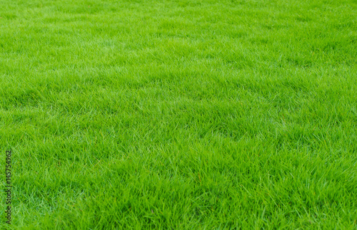 Green lawn of the garden in front of the house Look, then, the knowledge is fresh and comfortable.