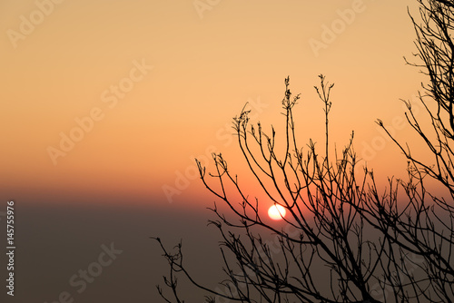 Silhouette of tree branches.