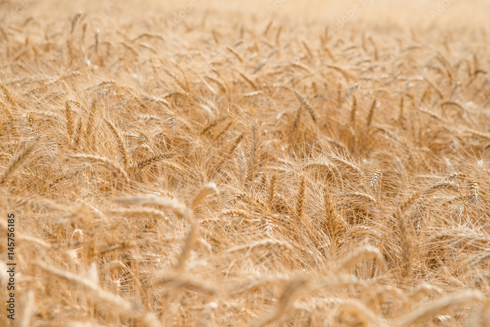 wheat in the field close up wheat in the field close up