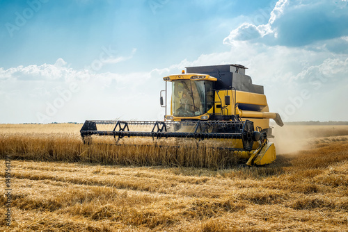 Harvester removes wheat on the field