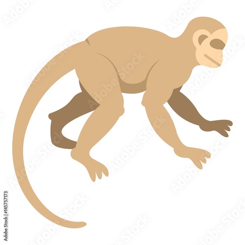 White capuchin icon isolated