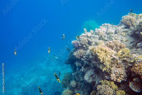 beautiful and diverse coral reef and fish of the red sea