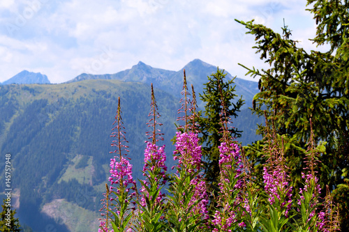 Beautiful summer landscape in the mountains with pink flowers. 