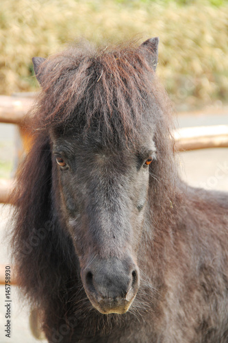 portrait of dark brown pony horse