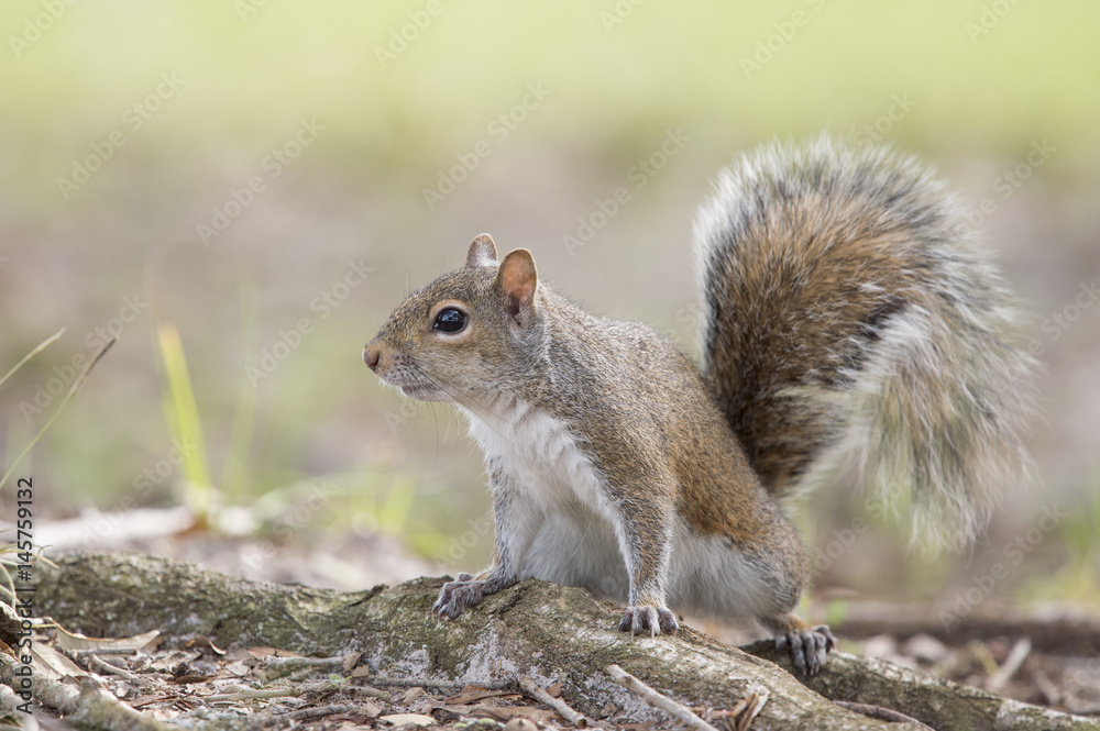 A Gray Squirrel stands on the ground with its tail up in soft light. A Gray Squirrel stands on the ground with its tail up in soft light.