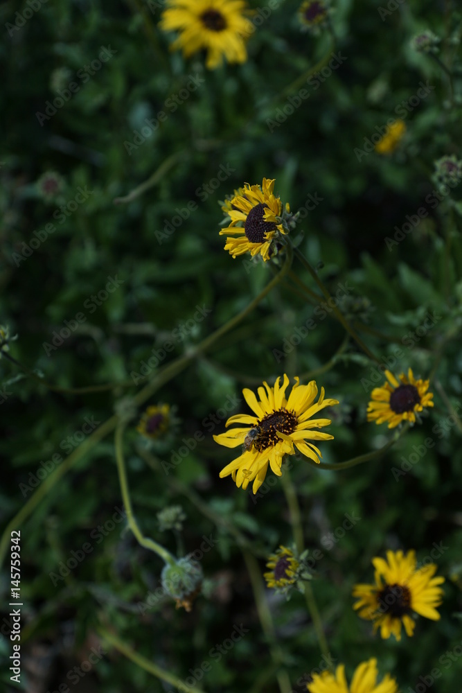 Yellow flowers in dark green bush Yellow flowers in dark green bush