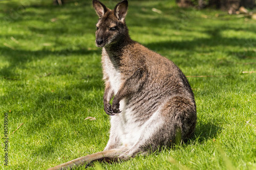 Wallaby