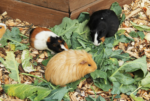 various guinea pigs eating leaves in outdoor enclosure