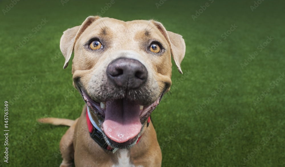 Playful Pittie