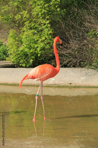 colorful flamingo with beautiful orange feathers in the water